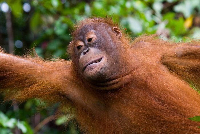 Borneo Family Holiday