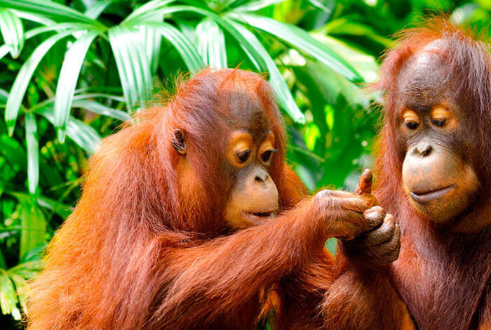 Borneo Family Holiday Comfort