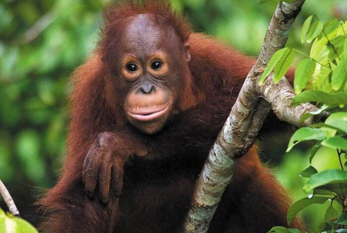 Premium Borneo in Depth