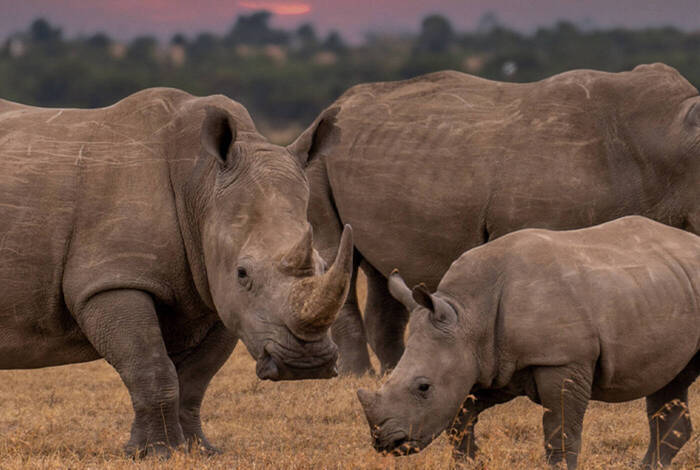 Johannesburg to Kenya