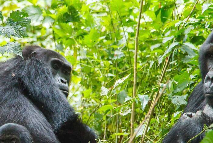 Johannesburg to Gorillas