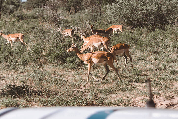 Real Southern Africa Real Southern Africa