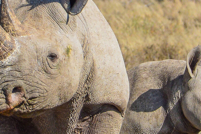 Botswana Family Safari with Teenagers