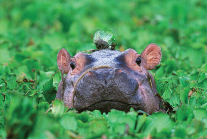 Cape Town to Zanzibar