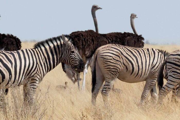 Cape Town to Vic Falls Cape Town to Vic Falls