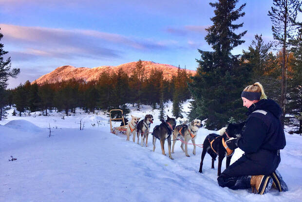 Volunteer mit Huskys
